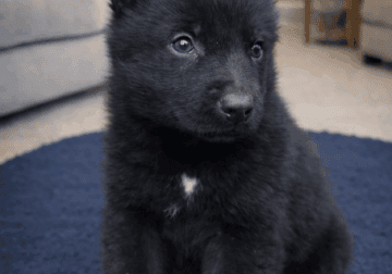 AKC Black German Shepherd