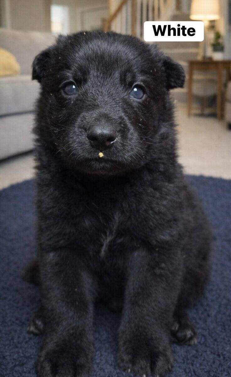 AKC Black German Shepherd Puppies image 3