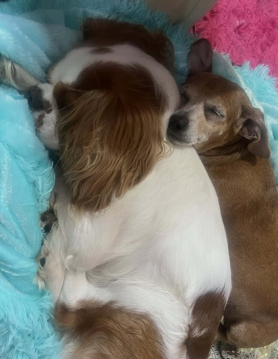 King Charles cavalier image 3