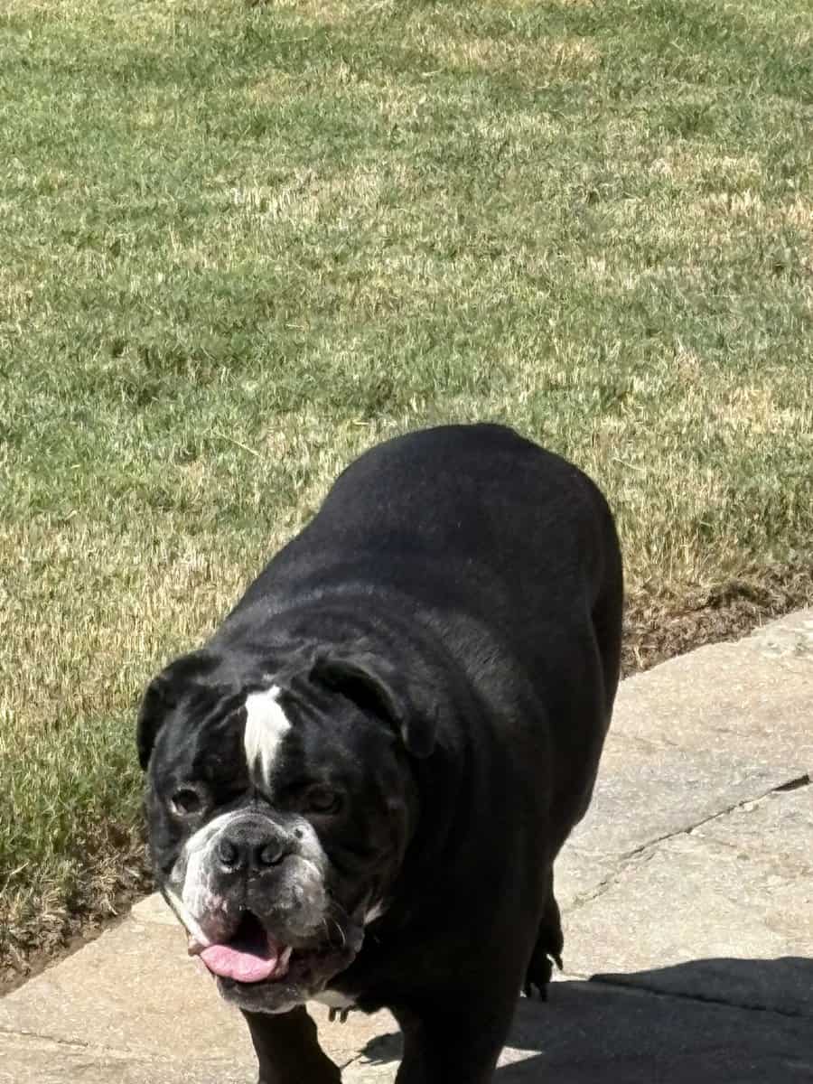 Bruno English Bulldog image 2