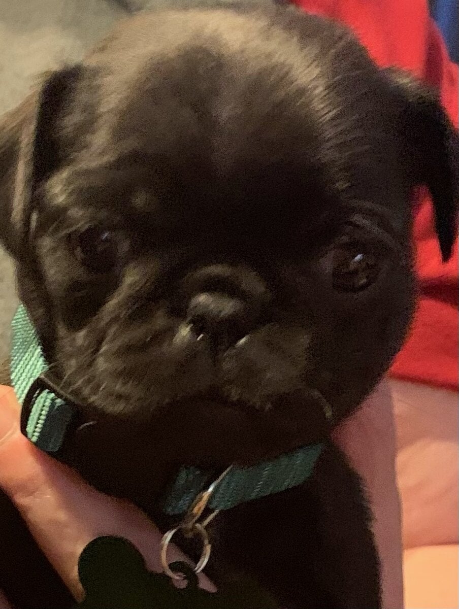 Pug puppies for sale image 19