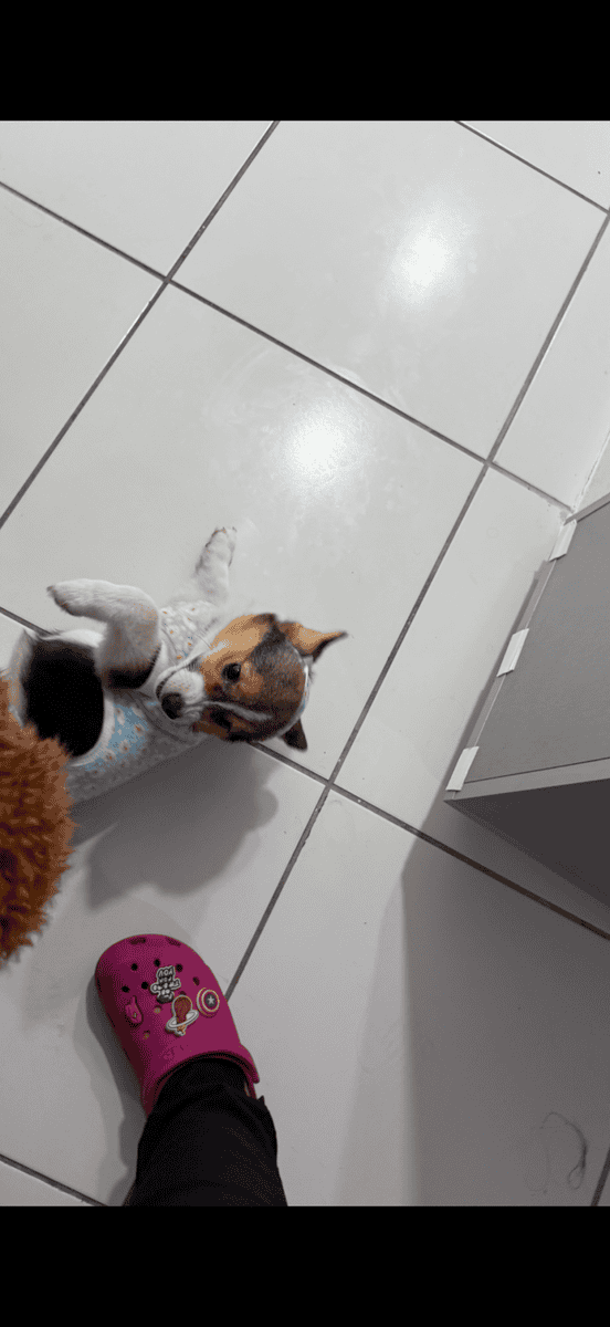 Corgi puppy image 3