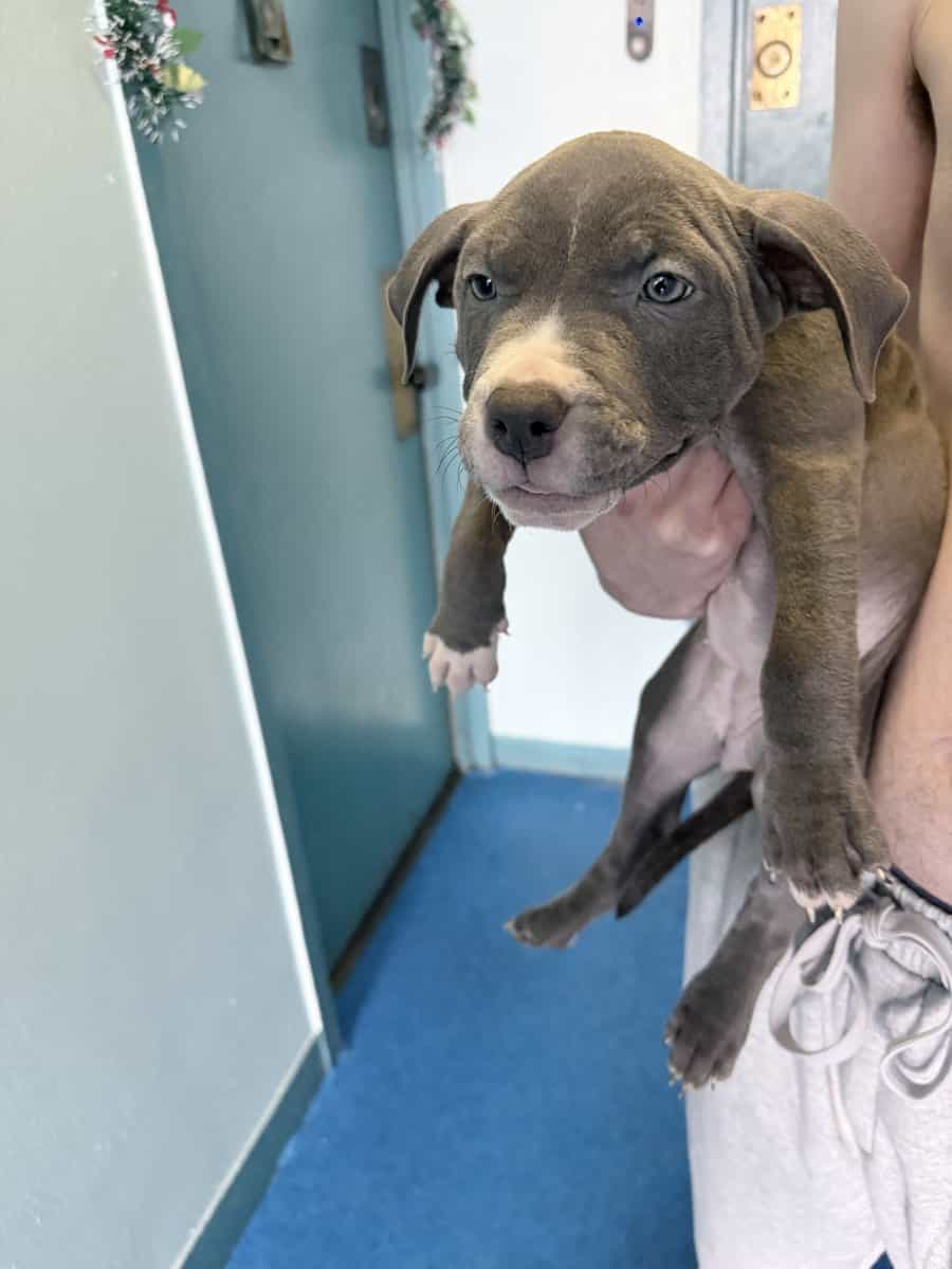 Male/female bluenose pitbull puppies. image 4