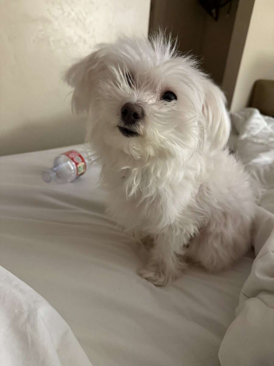 Maltese - Female (4 Years Old) image 1