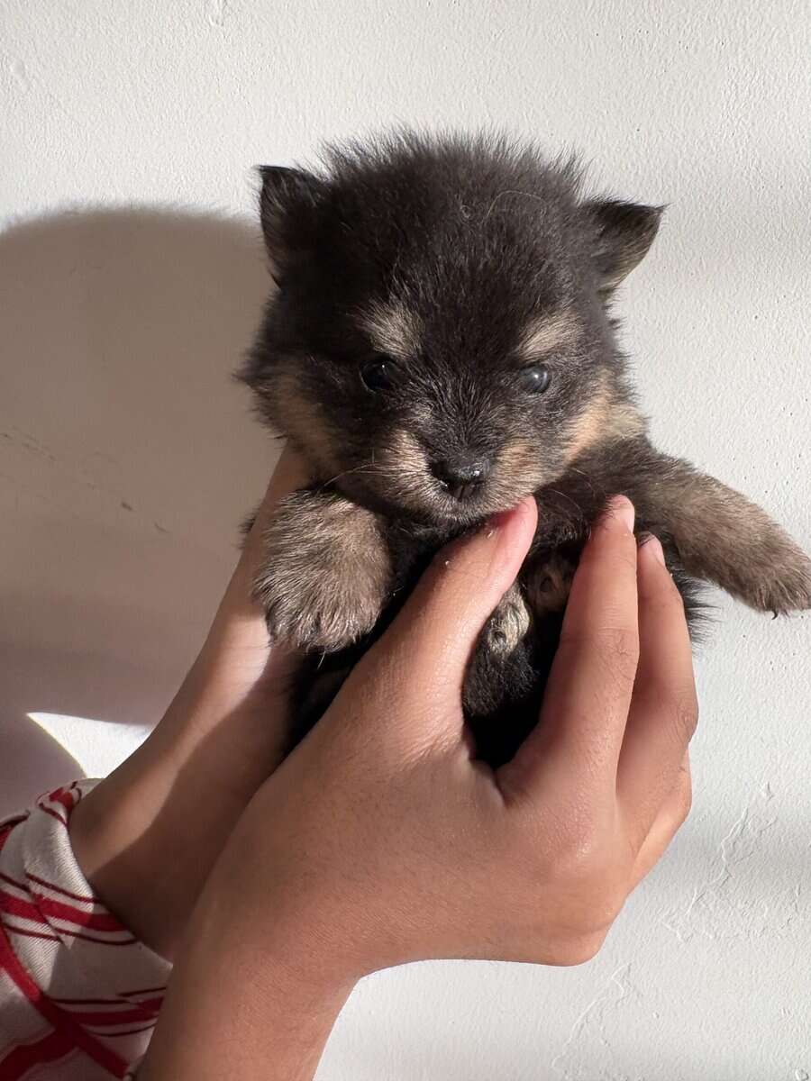 Pomeranian pups image 7