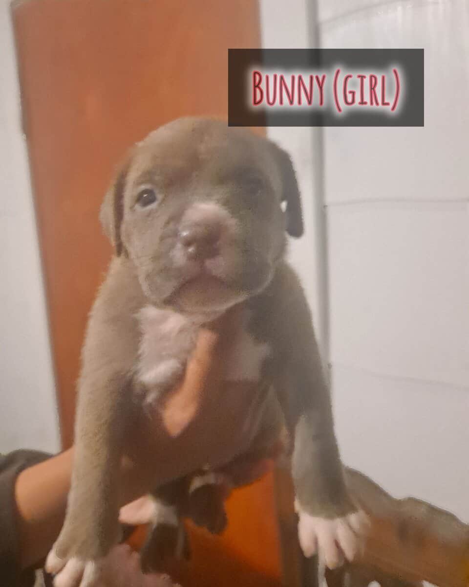 BRAND NEW AMERICAN BULLYS AVAILABLE image 4