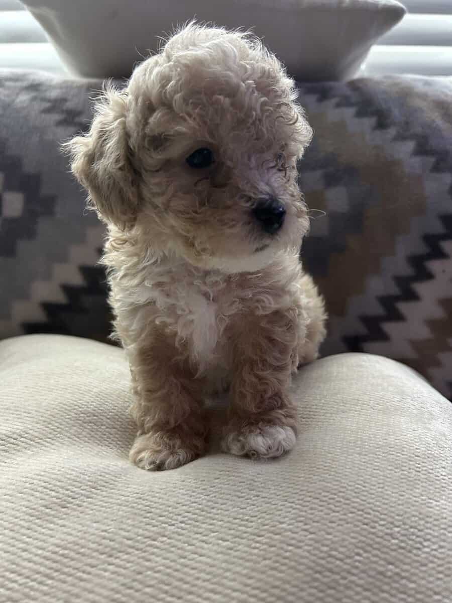 maltipoo puppies image 2