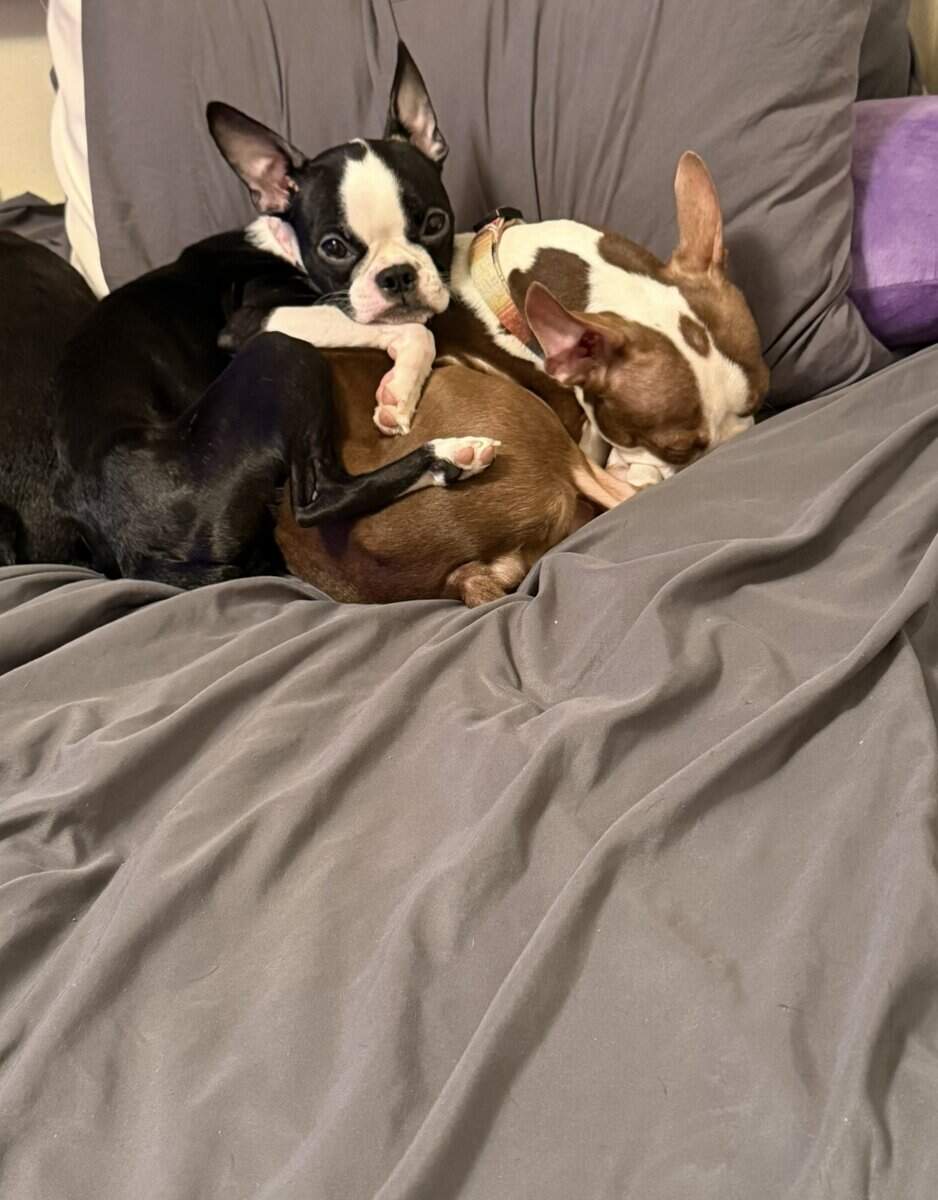 Purebred Boston Terrier Puppies image 3