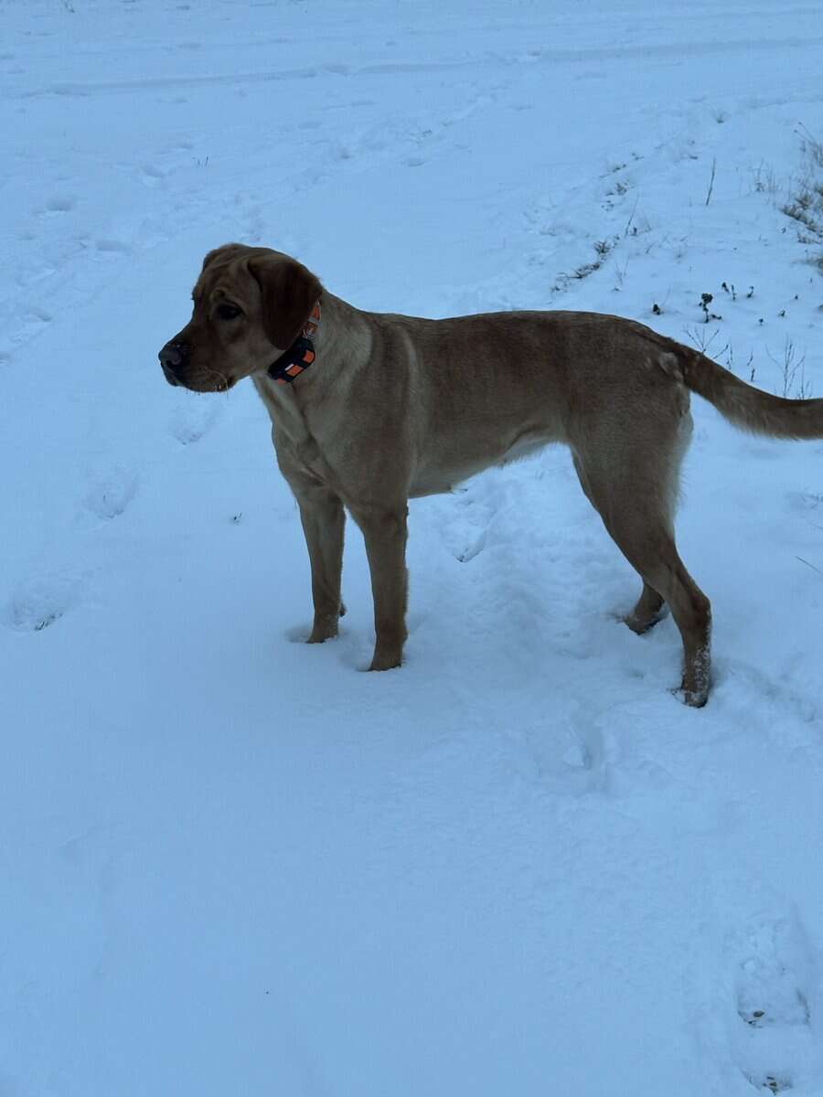 Adult Female (under 2yrs) Red Labrador image 6
