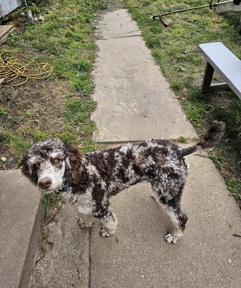 Aussiedoodle puppies due March/ Family-Raised image 5