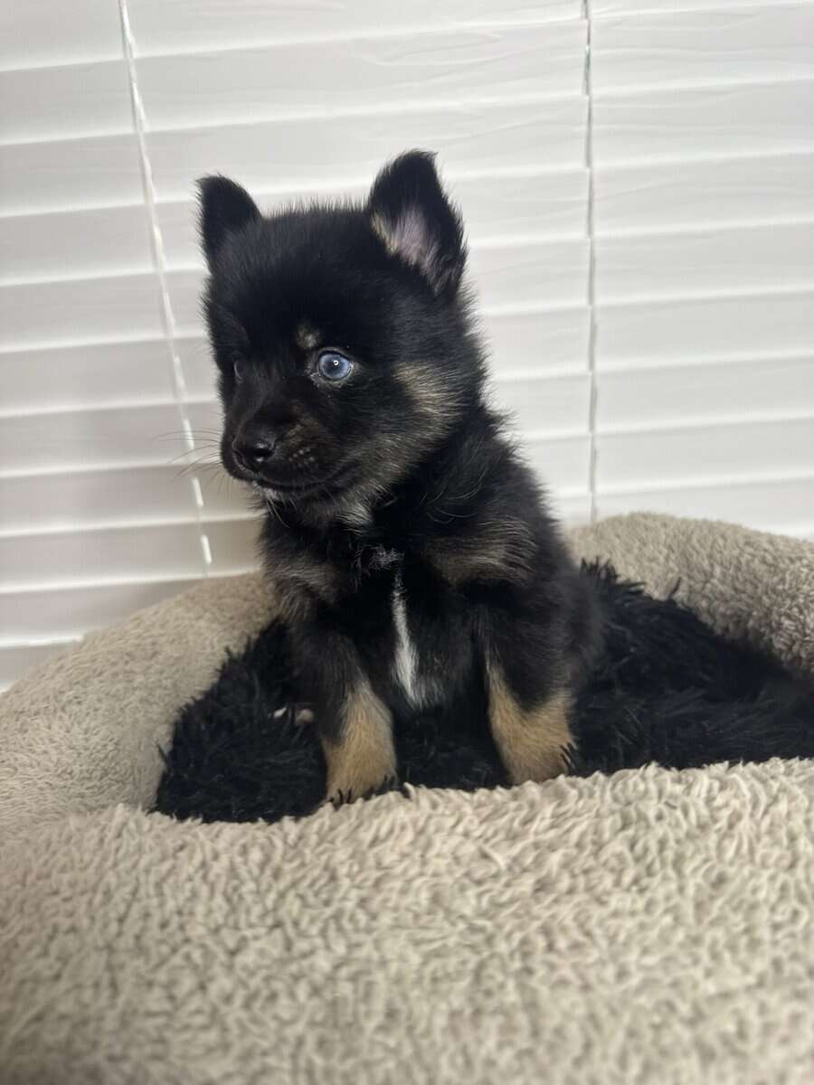 Pomsky puppies image 2