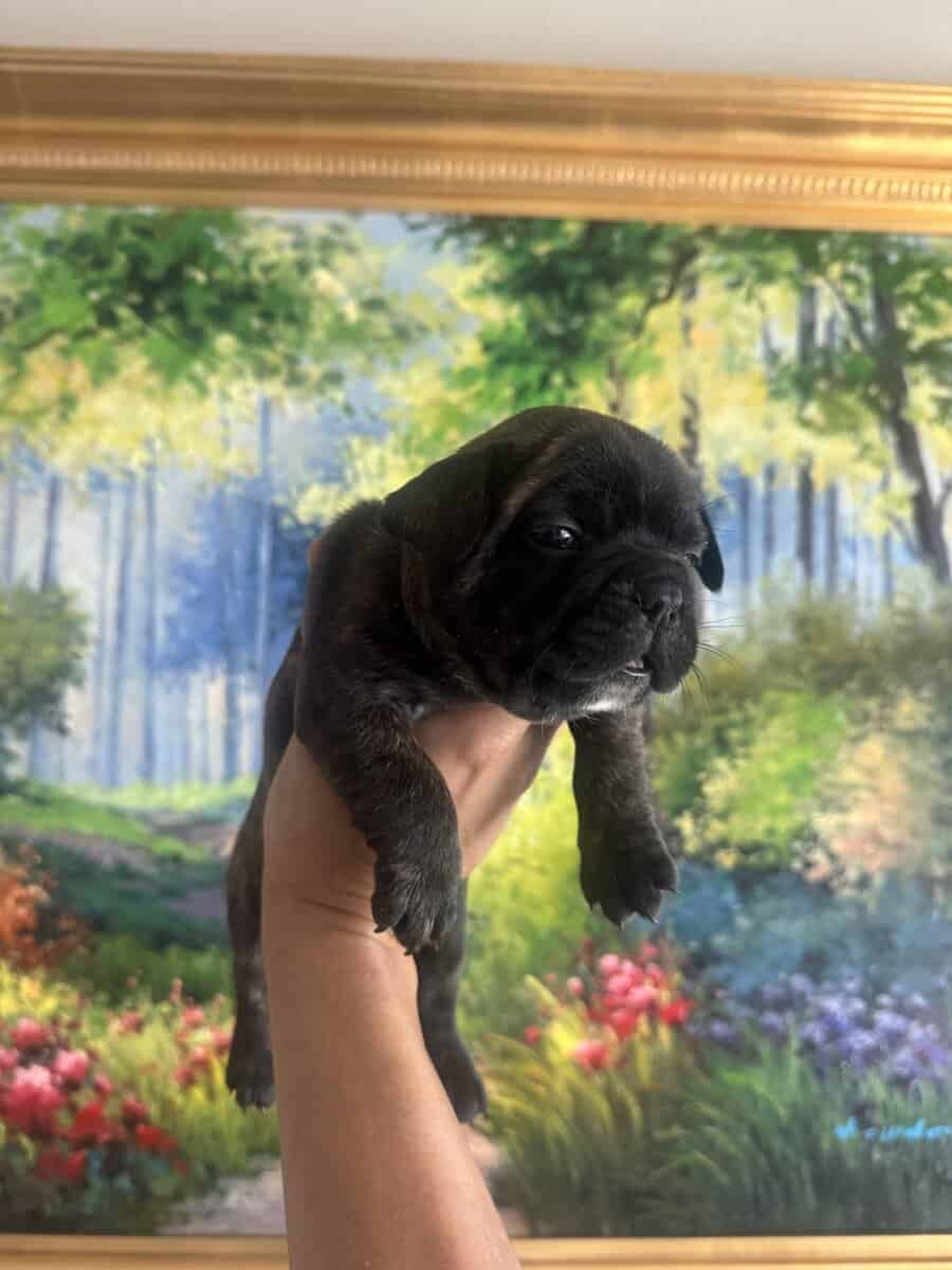 French Bulldog Puppies image 10