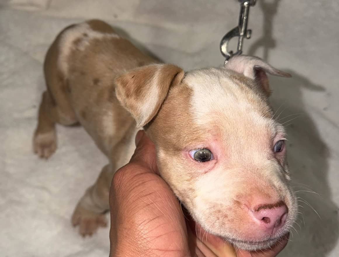Bully Pit Puppies - Looking For A Loving Home image 2