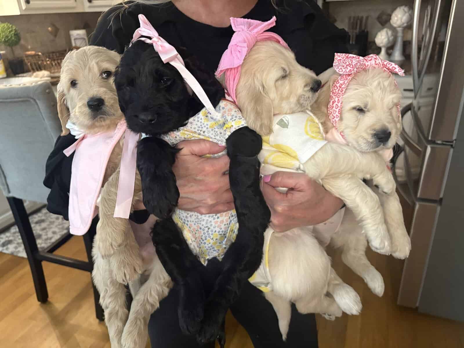 Goldendoodle Puppies image 2