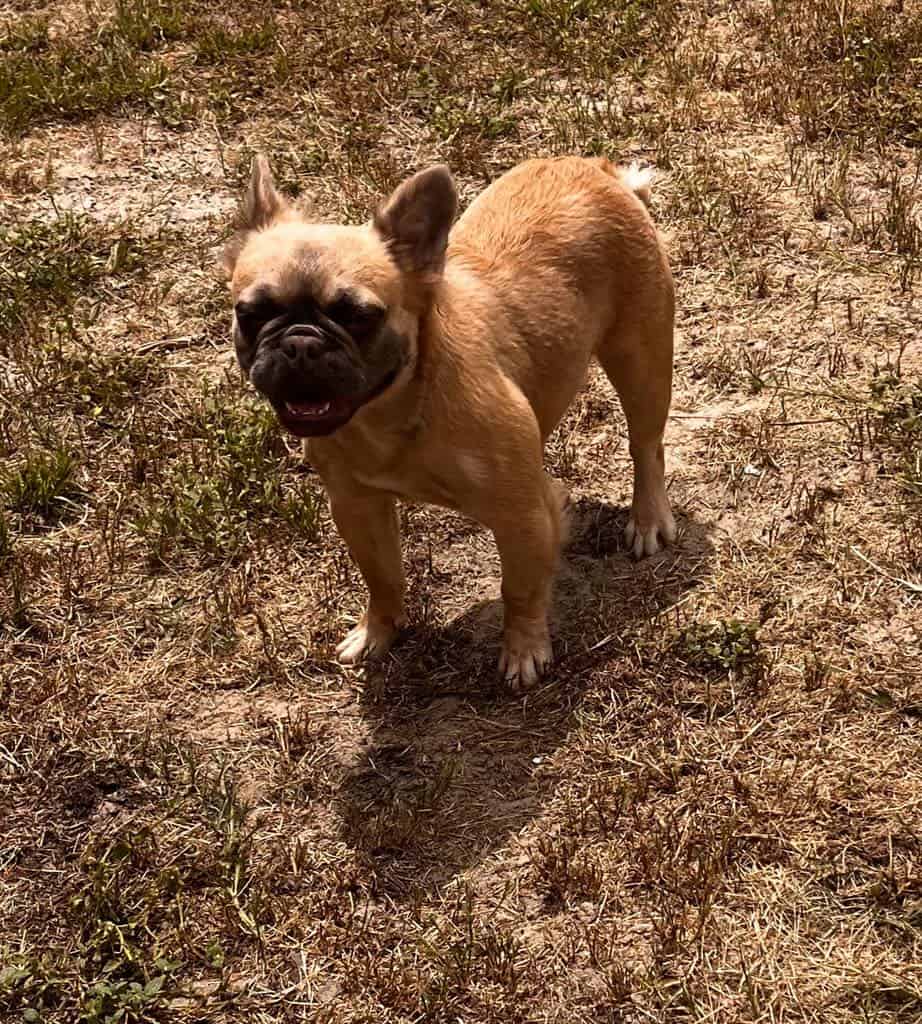Fluffy French Bulldog image 2