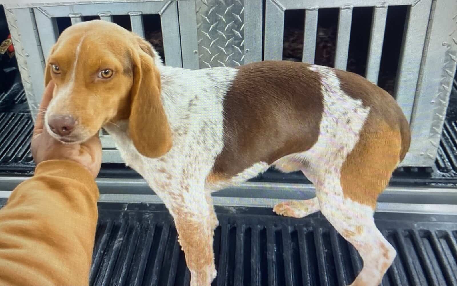 Red and White AKC Registered Beagle for Sale image 2