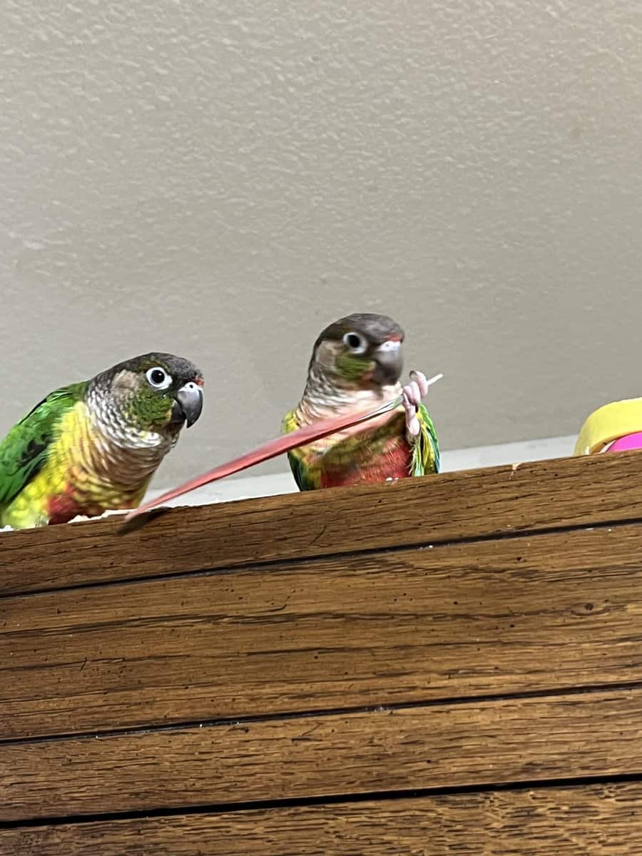Pair of Green Cheek Conures image 2