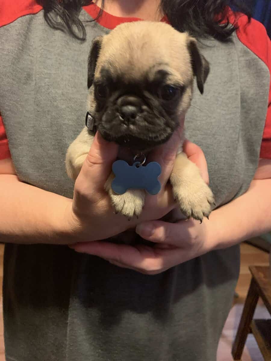 Pug puppies for sale image 13