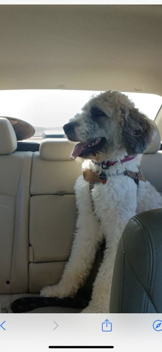 3 year old bernedoodle image 2
