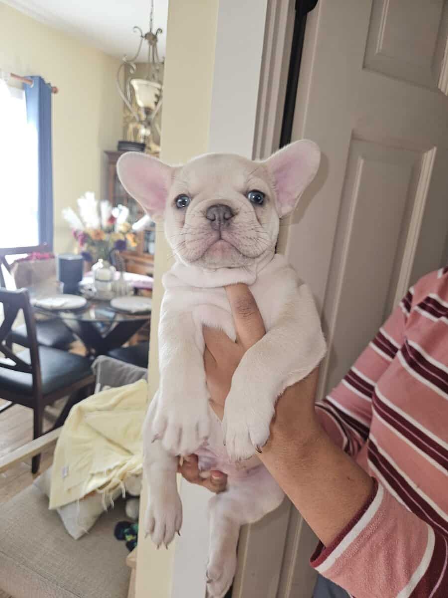 French bulldogs puppies image 7