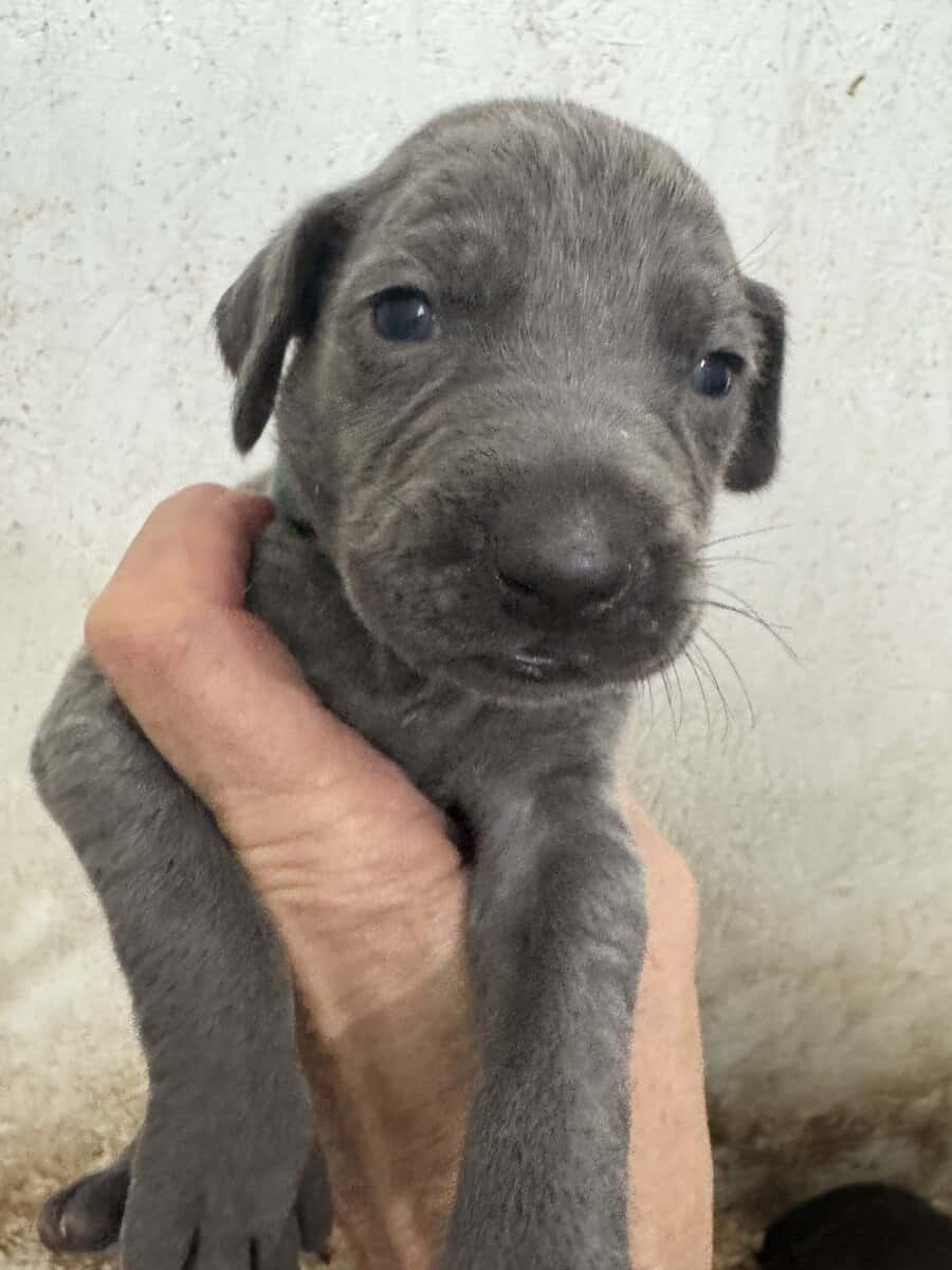 Weimaraner Puppies image 3