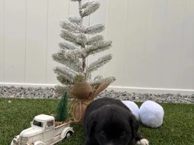 Black Tri – Mini Australian Shepard