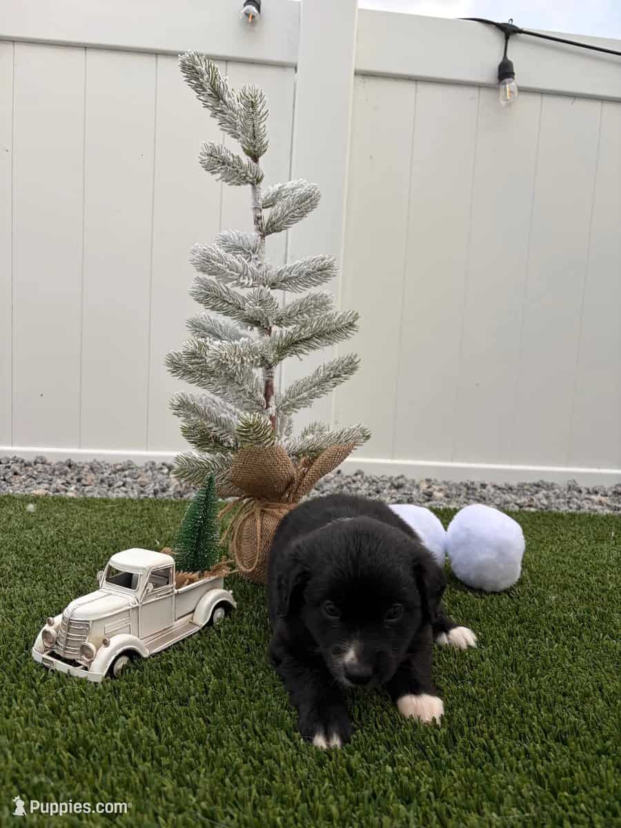 Black Tri - Mini Australian Shepard image 1