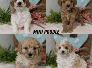 AKC MINI POODLE PUPS