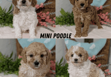 AKC MINI POODLE PUPS