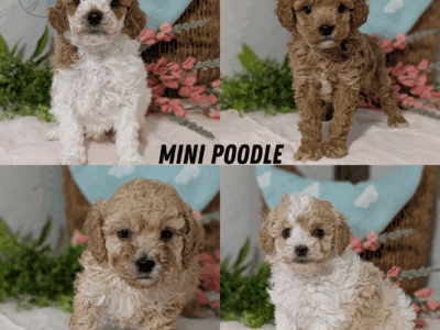 AKC MINI POODLE PUPS