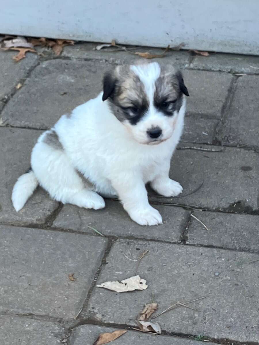 Great Pyrenees mix puppies! image 5