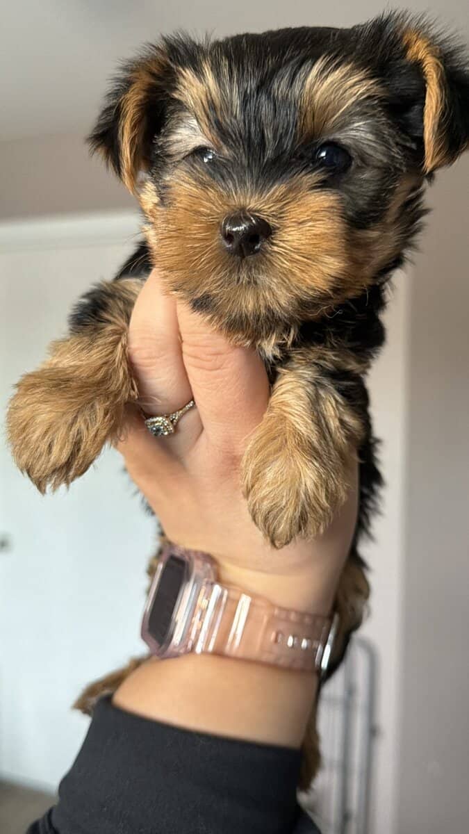Yorkie girl 2 image 1