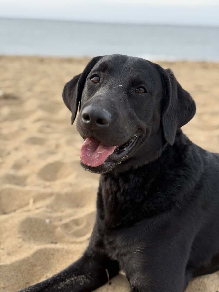2 yr old lab mix image 1