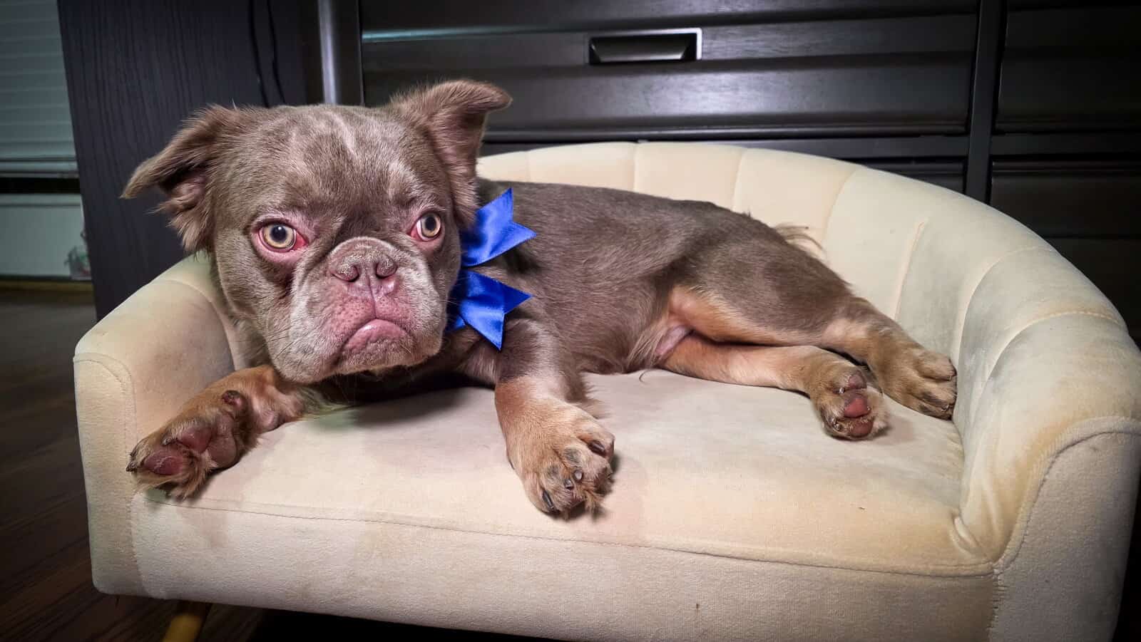 7 mos. Male Fluffy French Bulldog Puppy - Chewy image 4