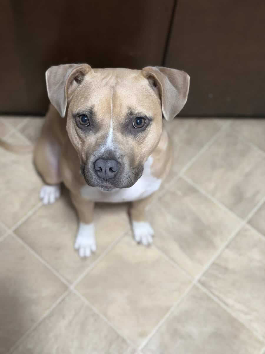 1 year old puppy image 1