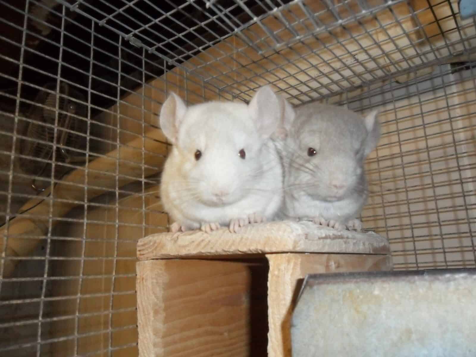 Chinchillas for sale and trade image 2