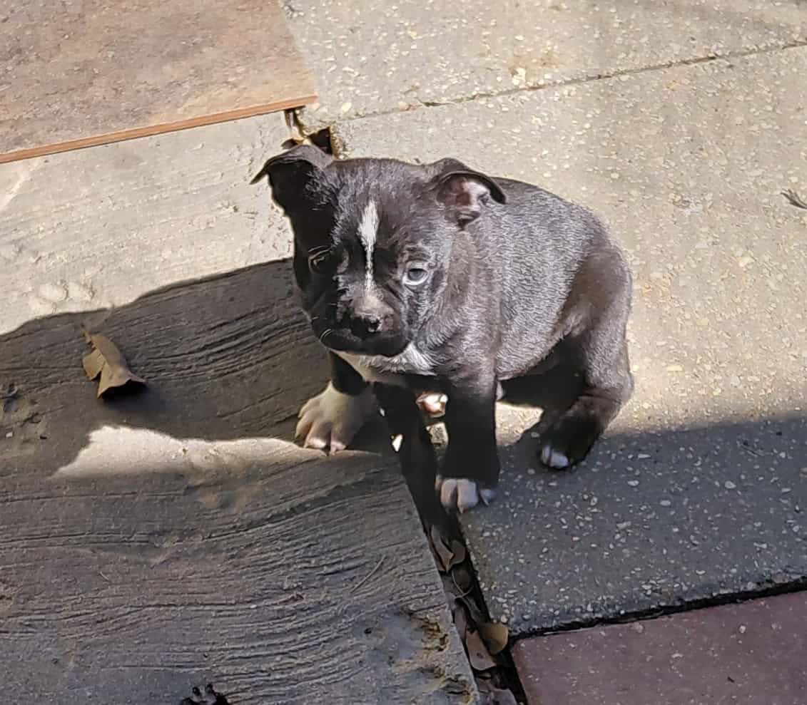 Boston terriers image 15