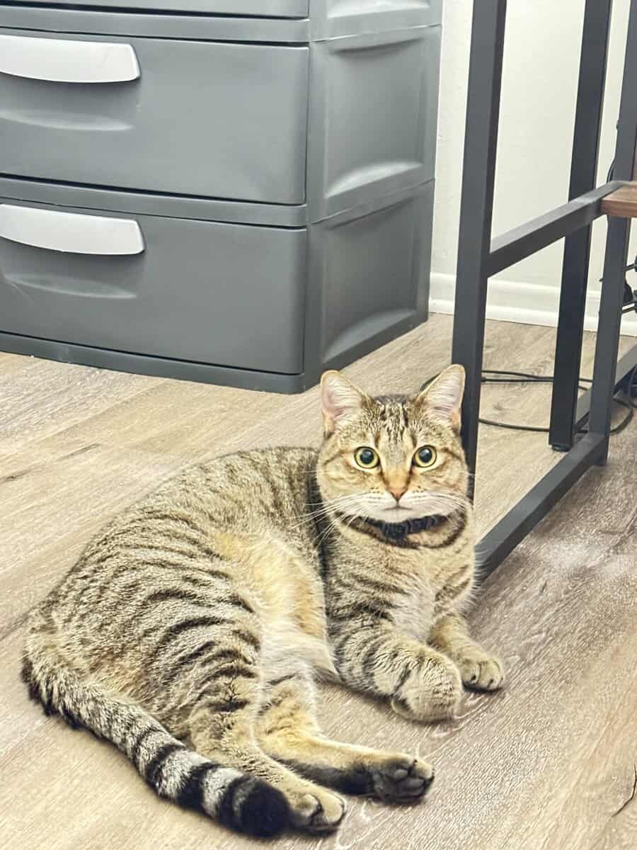 2 years old cat for adoption image 3
