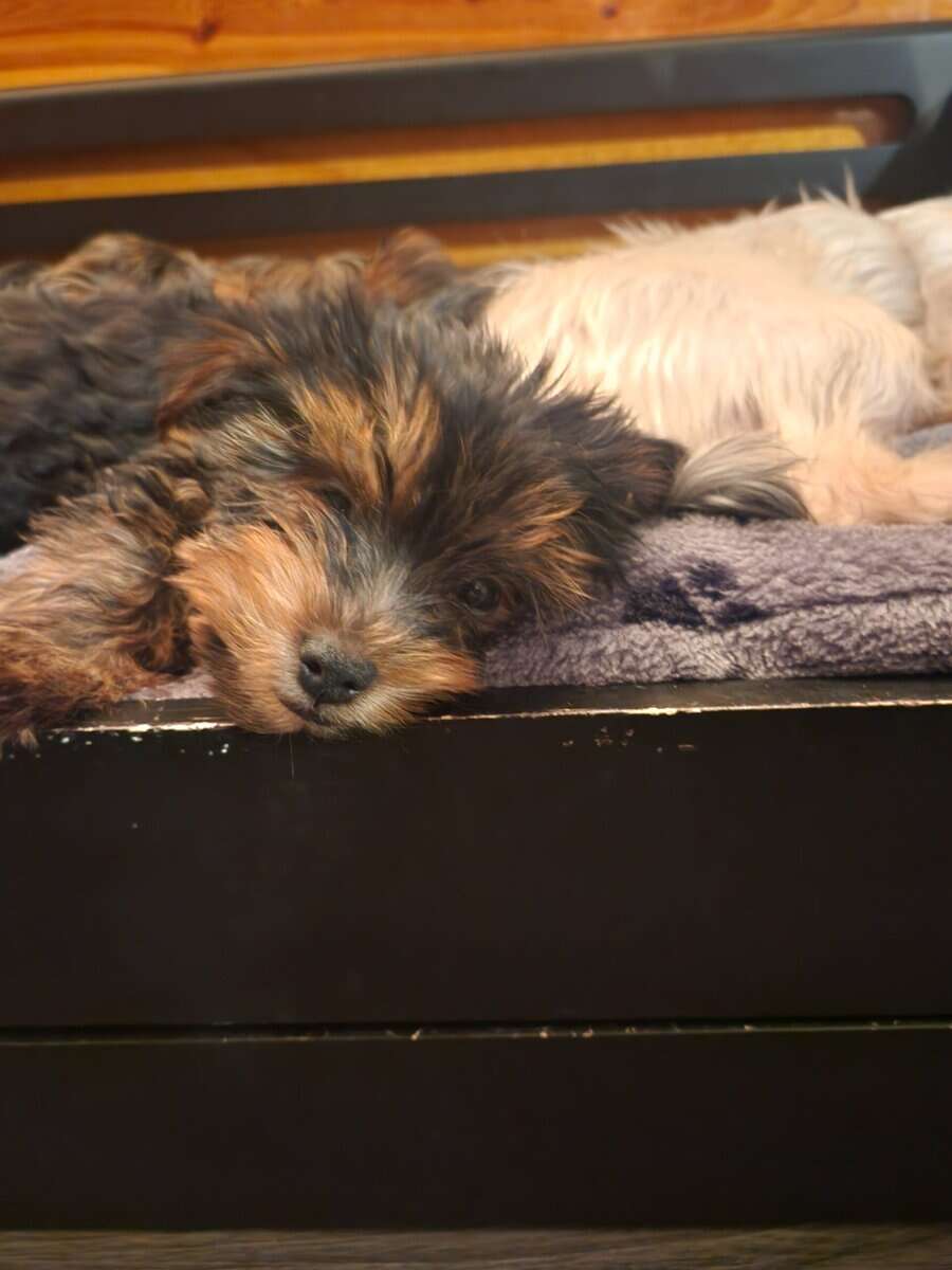 Yorkie puppies for sale image 15