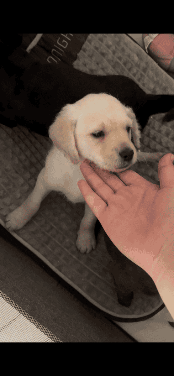 Two puppie litters golden doodles mix image 7
