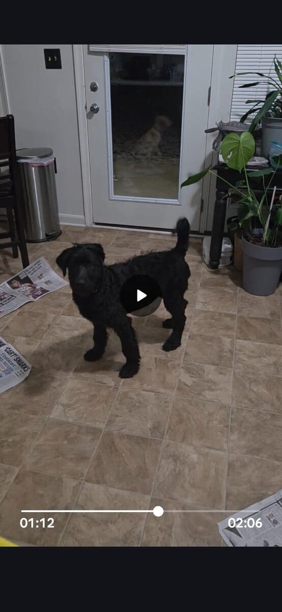 Labradoodle Puppies image 2