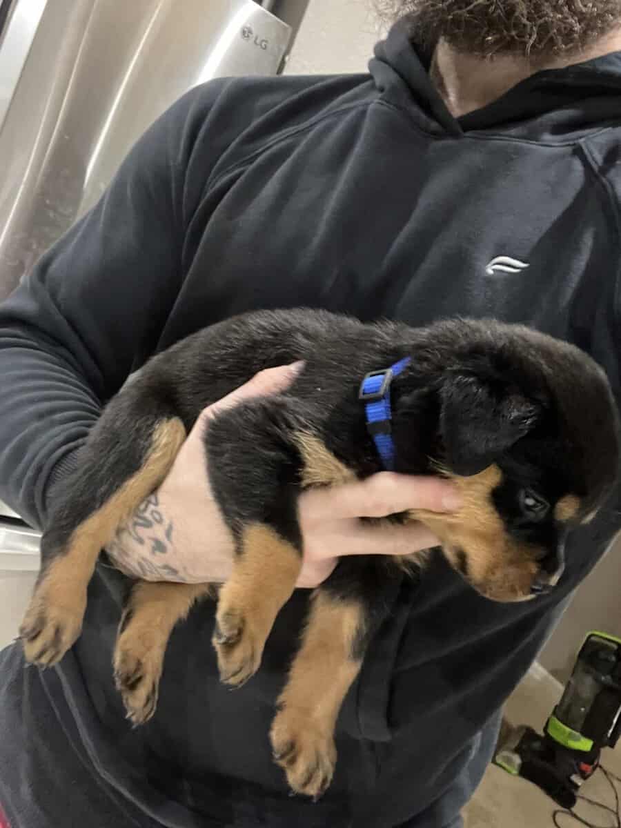 Dark Blue Collar Rottweiler image 3