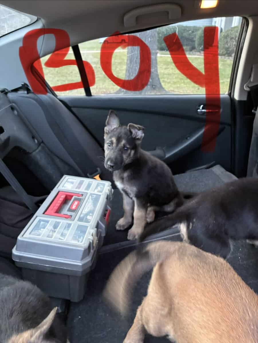 Belgian Malinios Puppies image 6