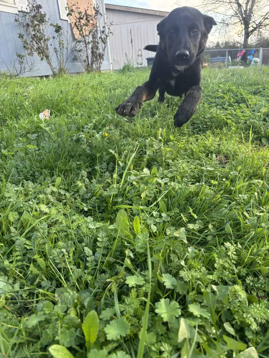 Belgian/Lab Mix Puppy image 1