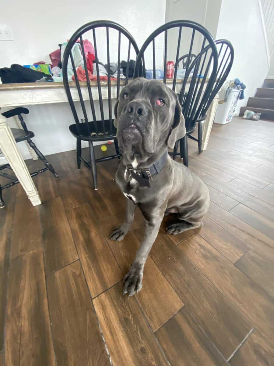Cane corso 11 months image 1