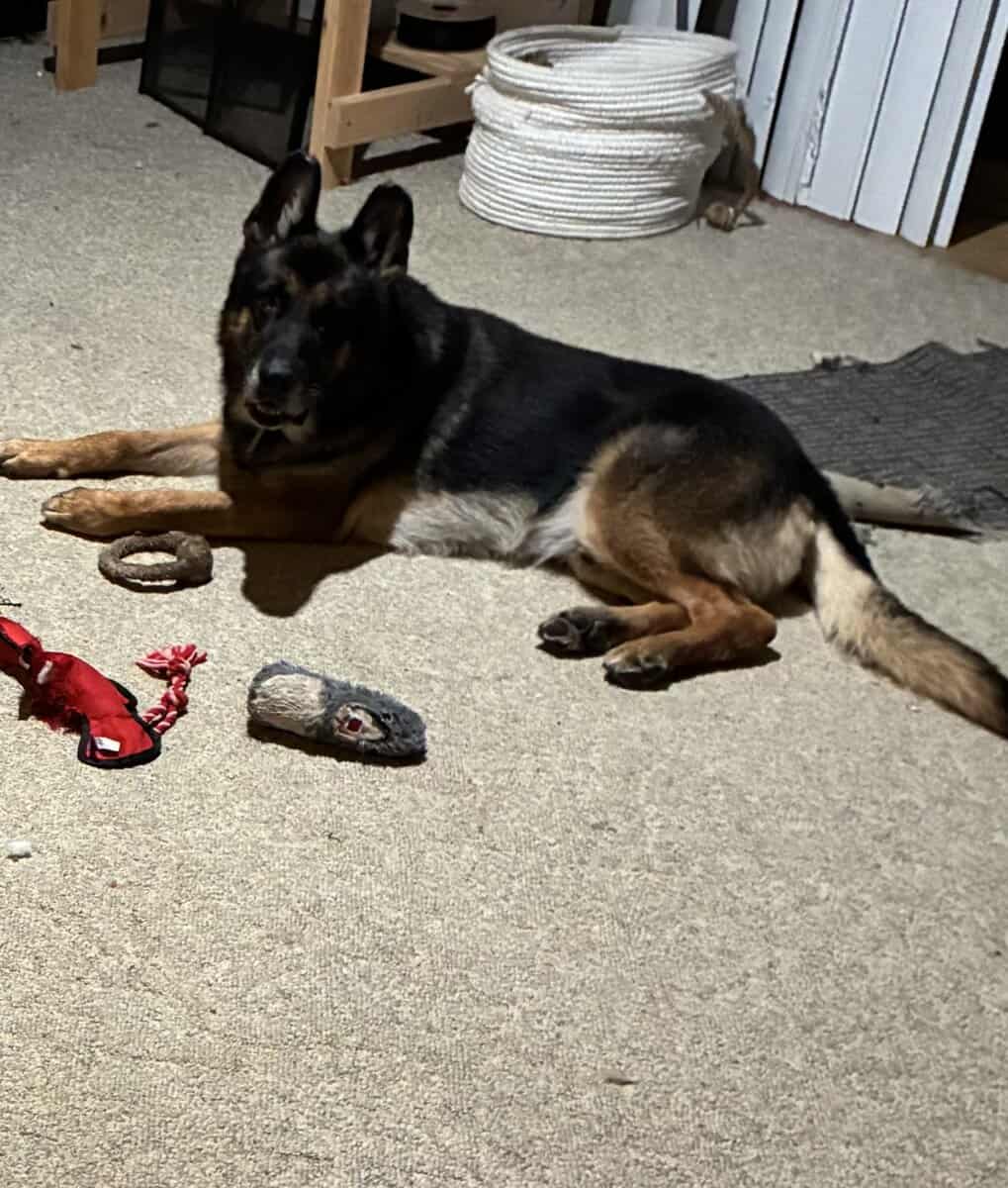 Male German Shepherd GSD looking for a new home image 2