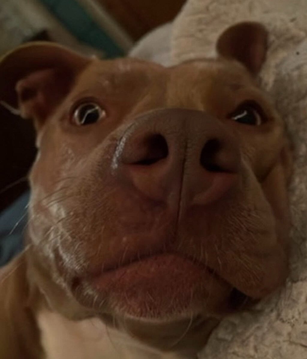 Re-homing American Pitbull Terrier image 2