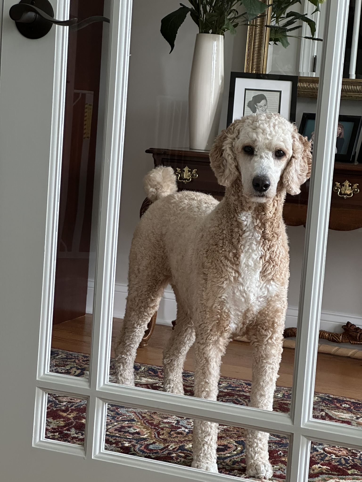 Gracie Pup Standard Poodle image 5