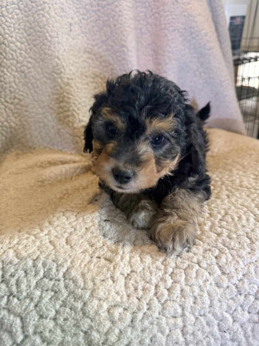 Aussiedoodle image 2