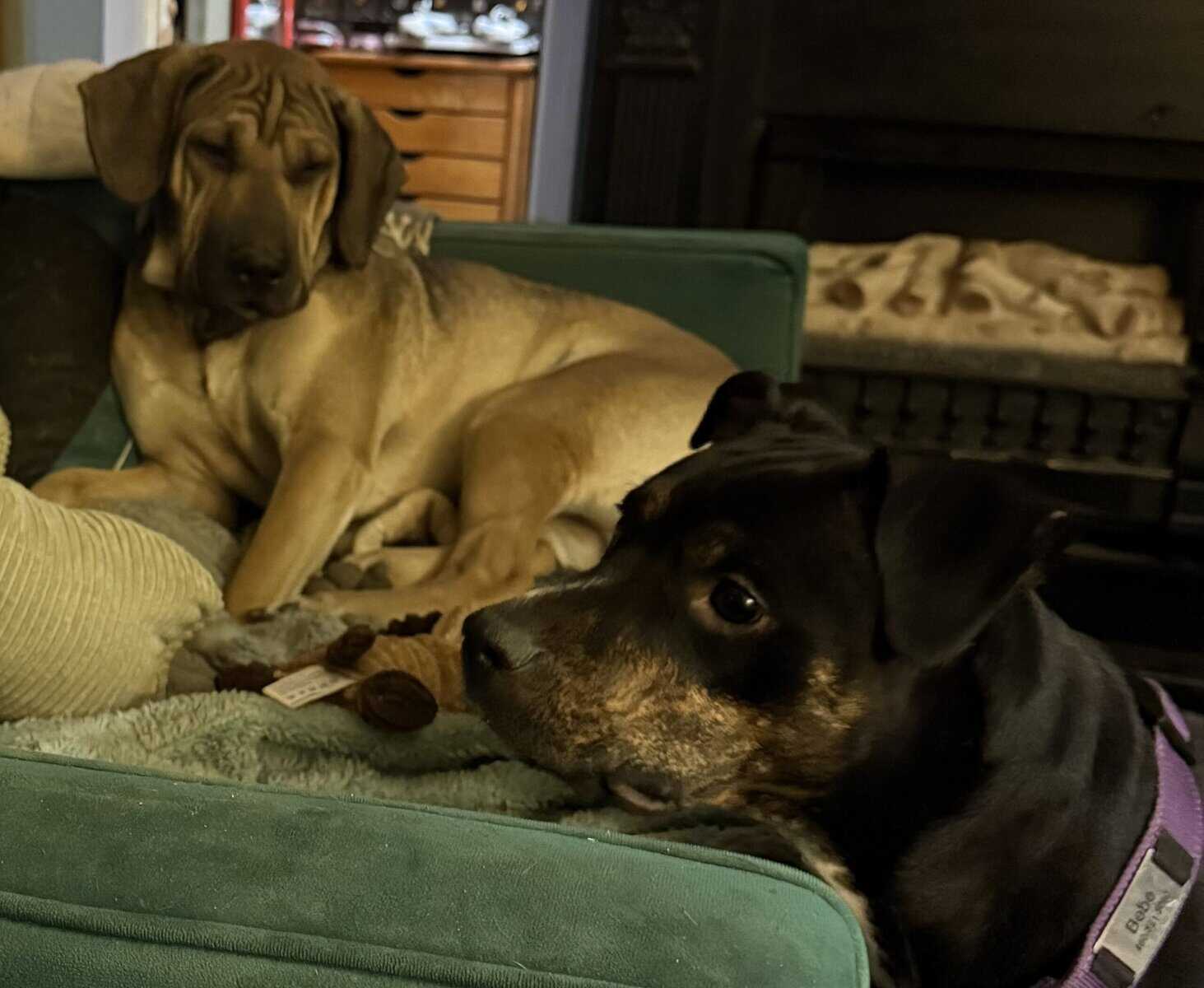 Catahoula bloodhound puppies image 1